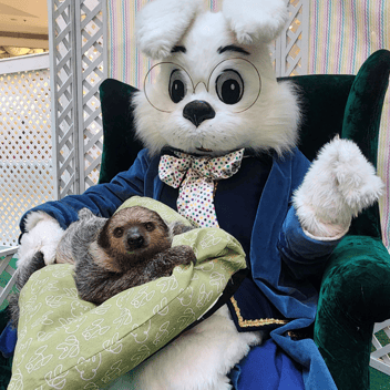 Bunny with a sloth