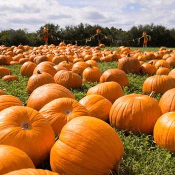 A bunch of big pumpkins on a grass field.
