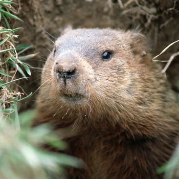 A groundhog in his hole.