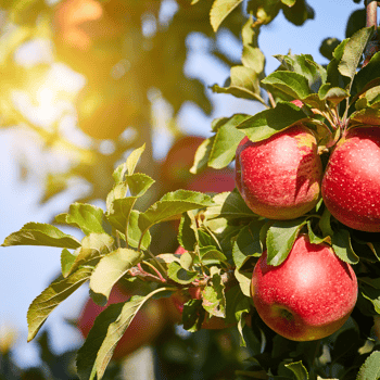 3 red crisp apples hanging on a tree branch.