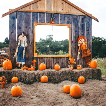 Photo op with pumpkins and hay bales in front of a wooden frame structure.