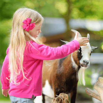 A little girl petting a goat.