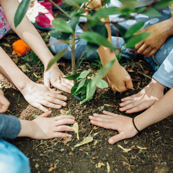 Group of people around a tree as they plant it.