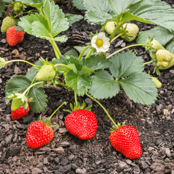 Strawberries still on the plant.