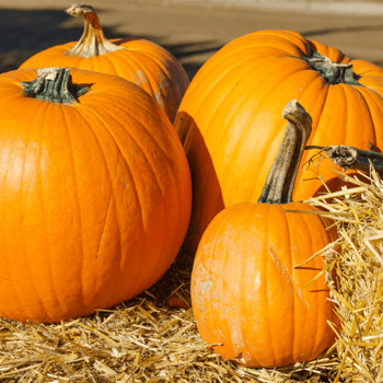 Pumpkins sitting on a hay bale.