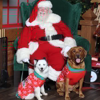 Two happy dogs with Santa.