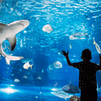 A little boy staring at a tank of fish and sharks at an aquarium.
