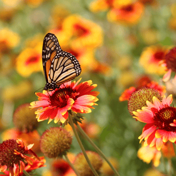 A butterfly on a flower.