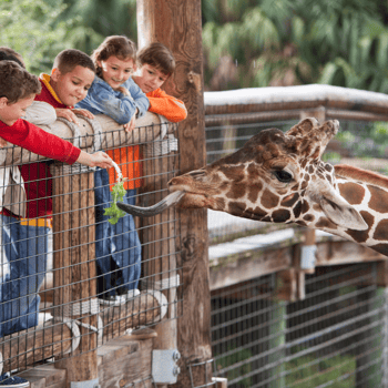 Children feeding a giraffe. 