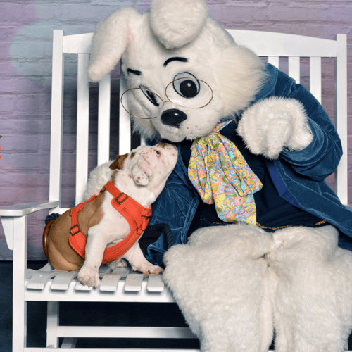 Bunny with a tiny dog