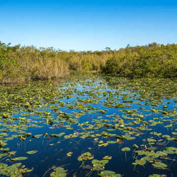 Swampy everglades of Florida on a sunny day.