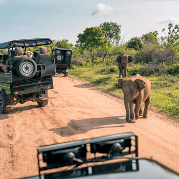 A safari car driving by baby elephants.