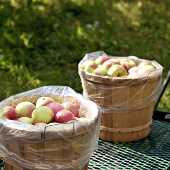 Two bushels of apples.