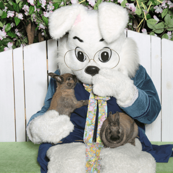 The Easter bunny with two brown bunnies.
