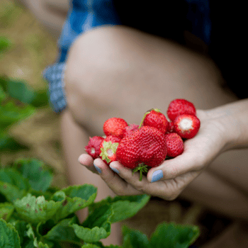 A close up photo of a woman holding fresh picked strawberries.