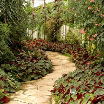 A pathway through a beautiful botanical garden.