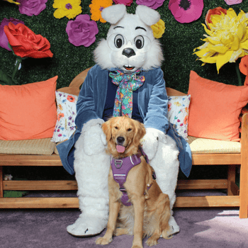 Golden Retriever in a purple harness with the Easter bunny.
