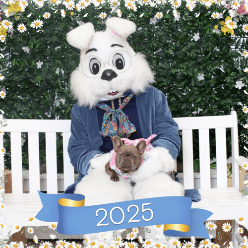 Dog in a pink outfit sitting with the Easter Bunny