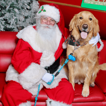 Golden Retriever smiling with Santa.