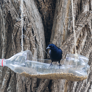 A recycled bottle being used as a bird feeder with a bird on it.
