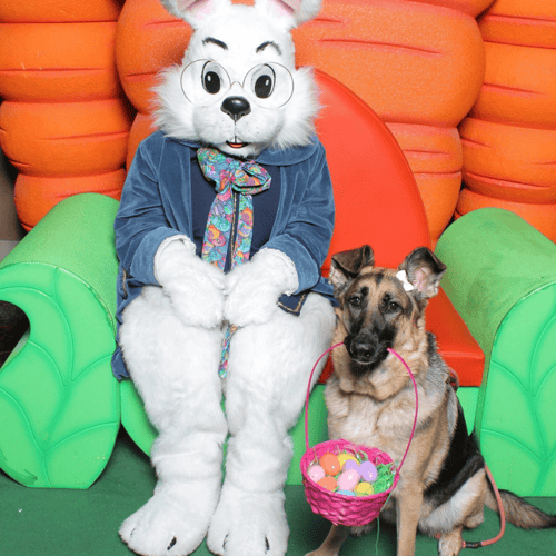 Bunny with a large dog that has a basket in his mouth filled with plastic eggs