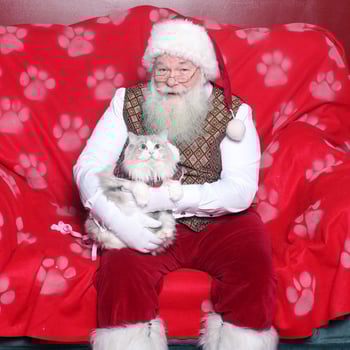 A beautiful cat sitting with Santa.