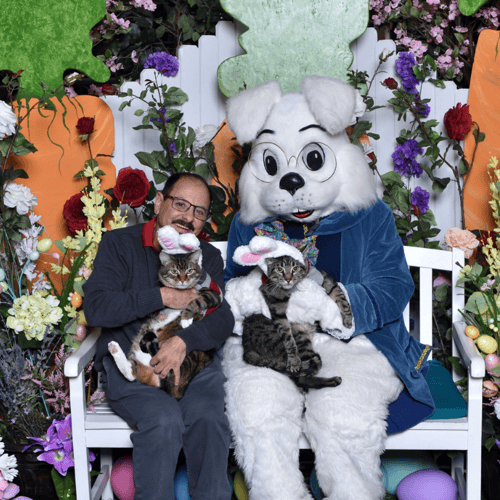 Bunny with two cats that are wearing bunny ears