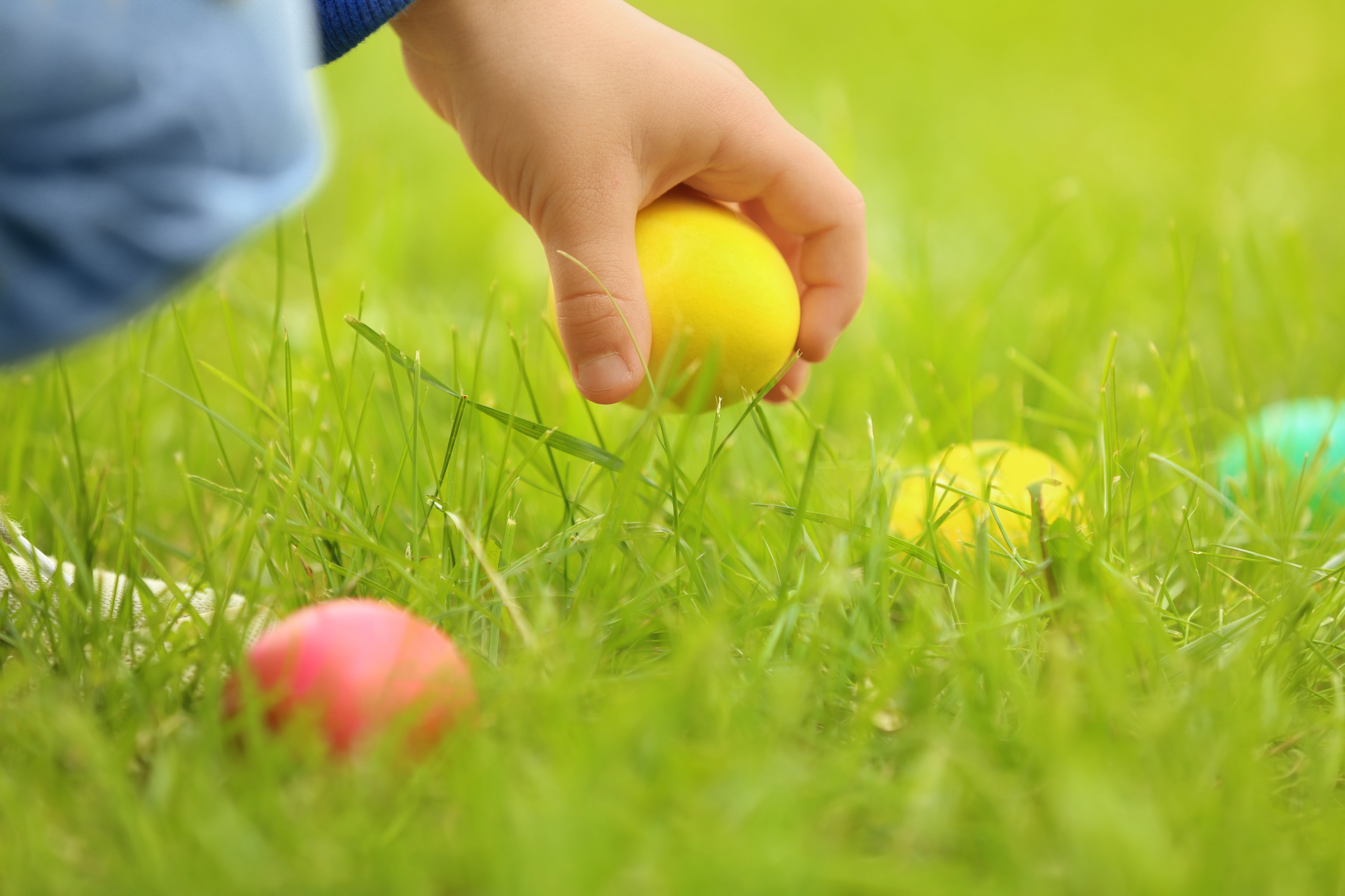 chil-picking-up-easter-egg-out-of-grass-during-easter-egg-hunt