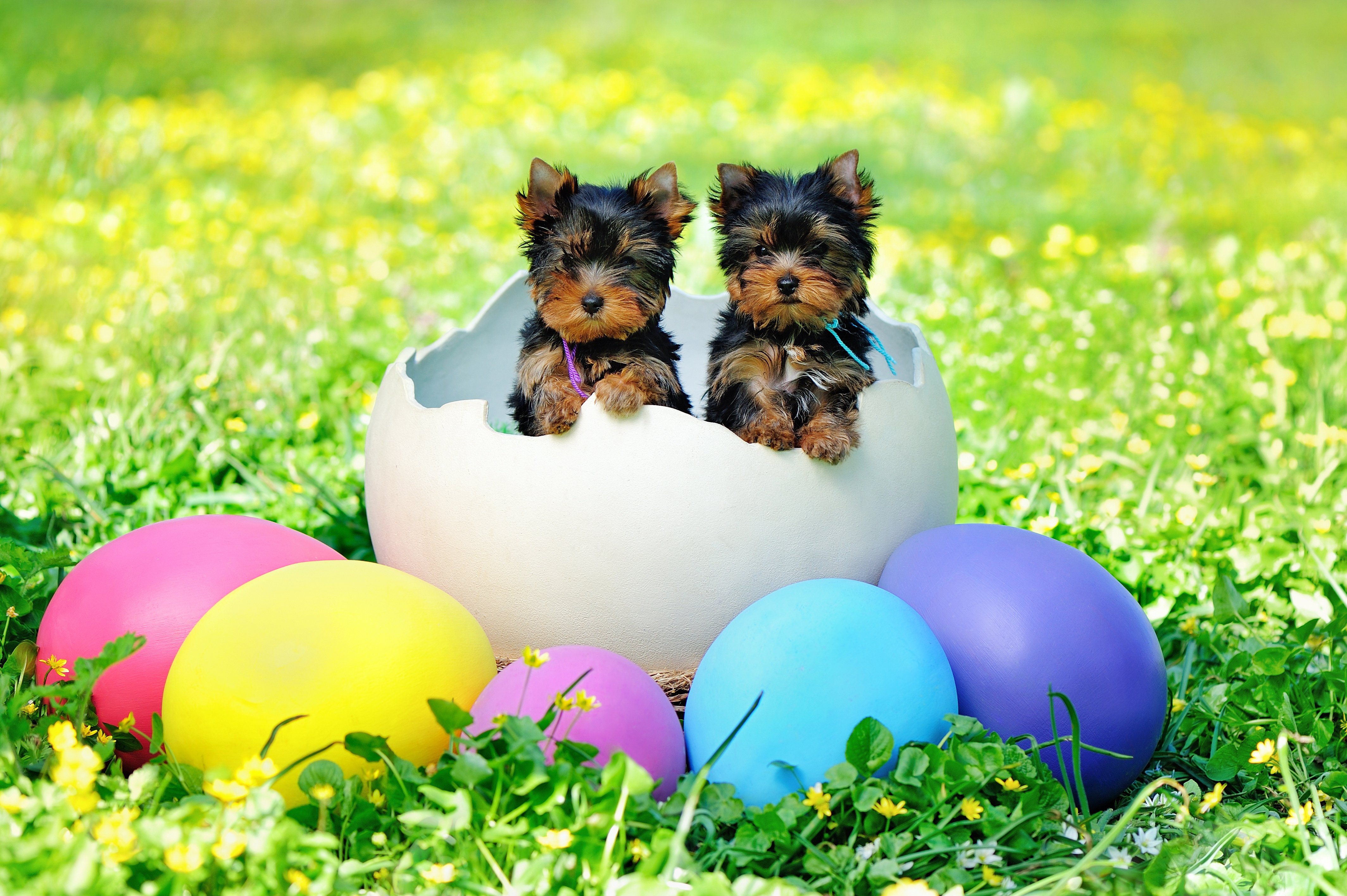 two-adorable-puppies-hatching-out-of-easter-egg