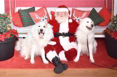 Pet Party Events - 2023 Highlights