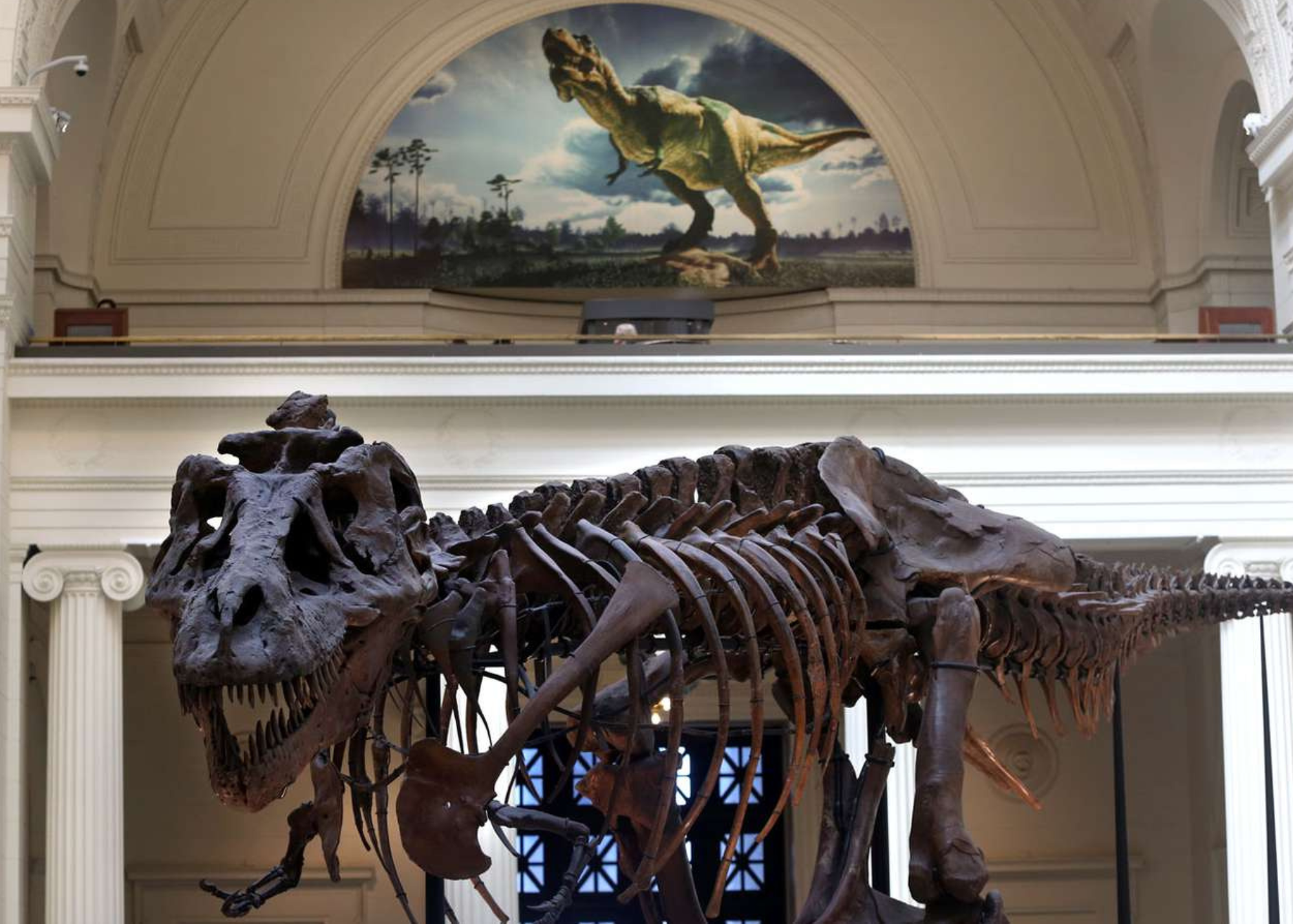 Field Museum Sue T-Rex Dinosaur History