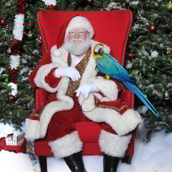 Santa with a Parrot