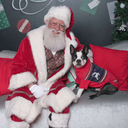 A french bull-dog in a sweater sitting next to Santa.