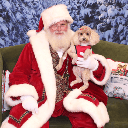 A little poodle dog in a red sweater being held by Santa.