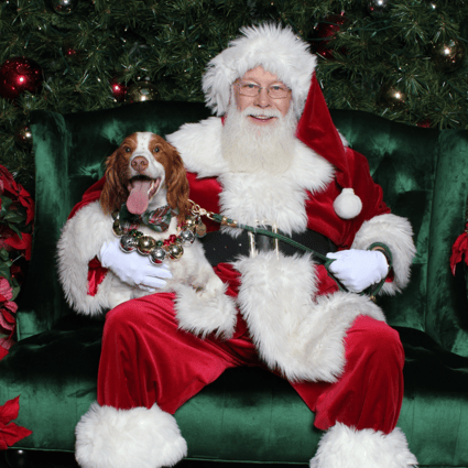 A spaniel dog with a green festive leash being held by Santa.