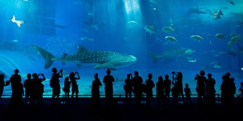 people in front of large aquarium tank sharks fish coral underwear sea creatures animals 