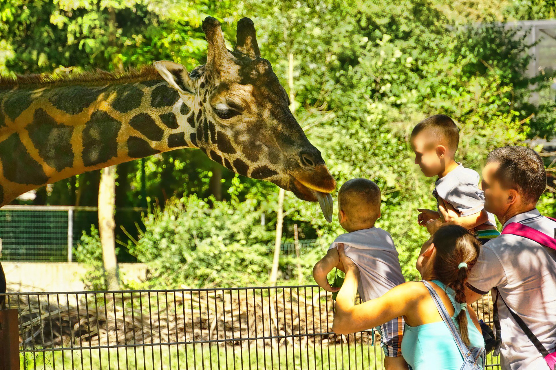 Zoo-2 family giraffe visit animal