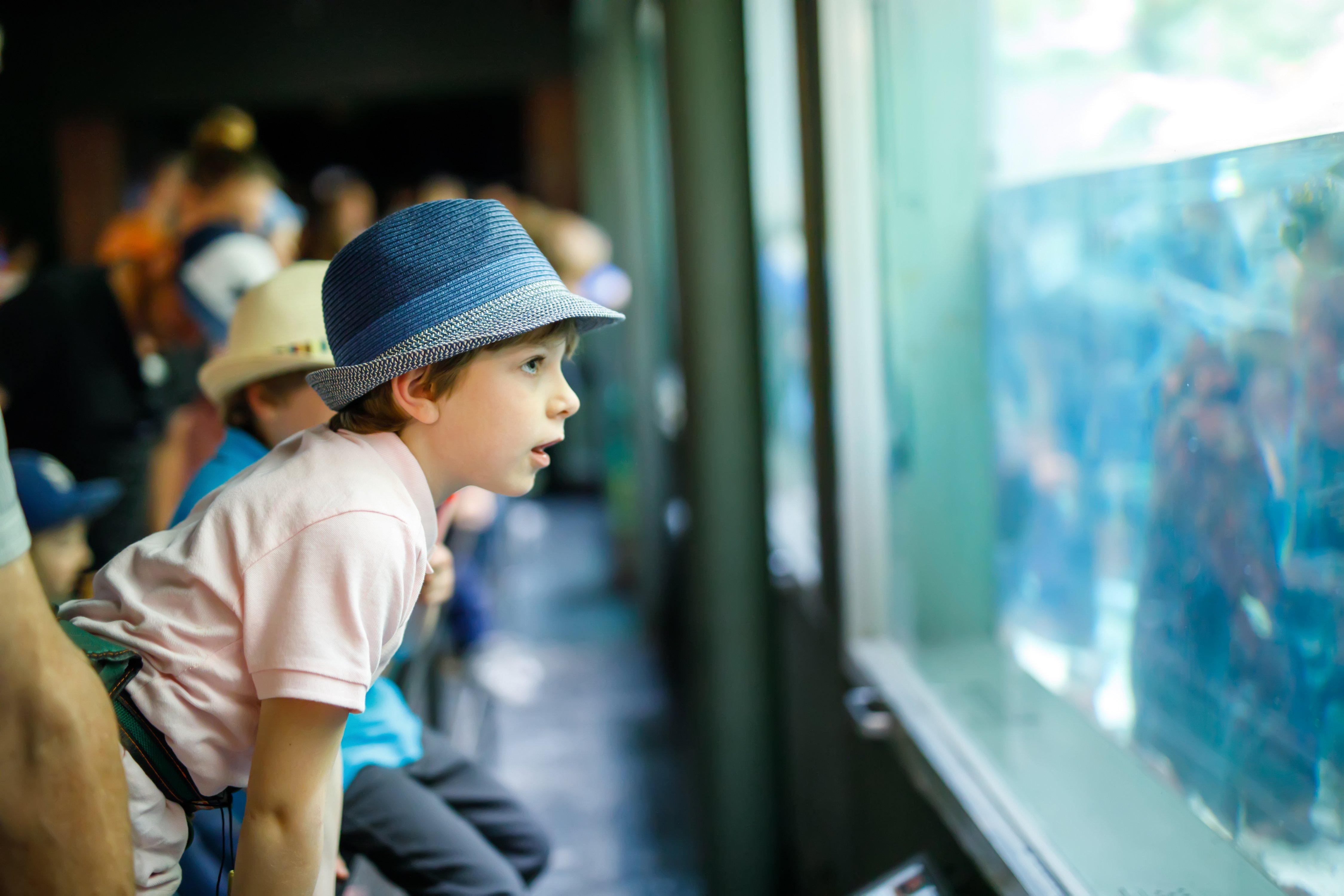 Zoo-3 boy child looking into water tank at aquarium or zoo