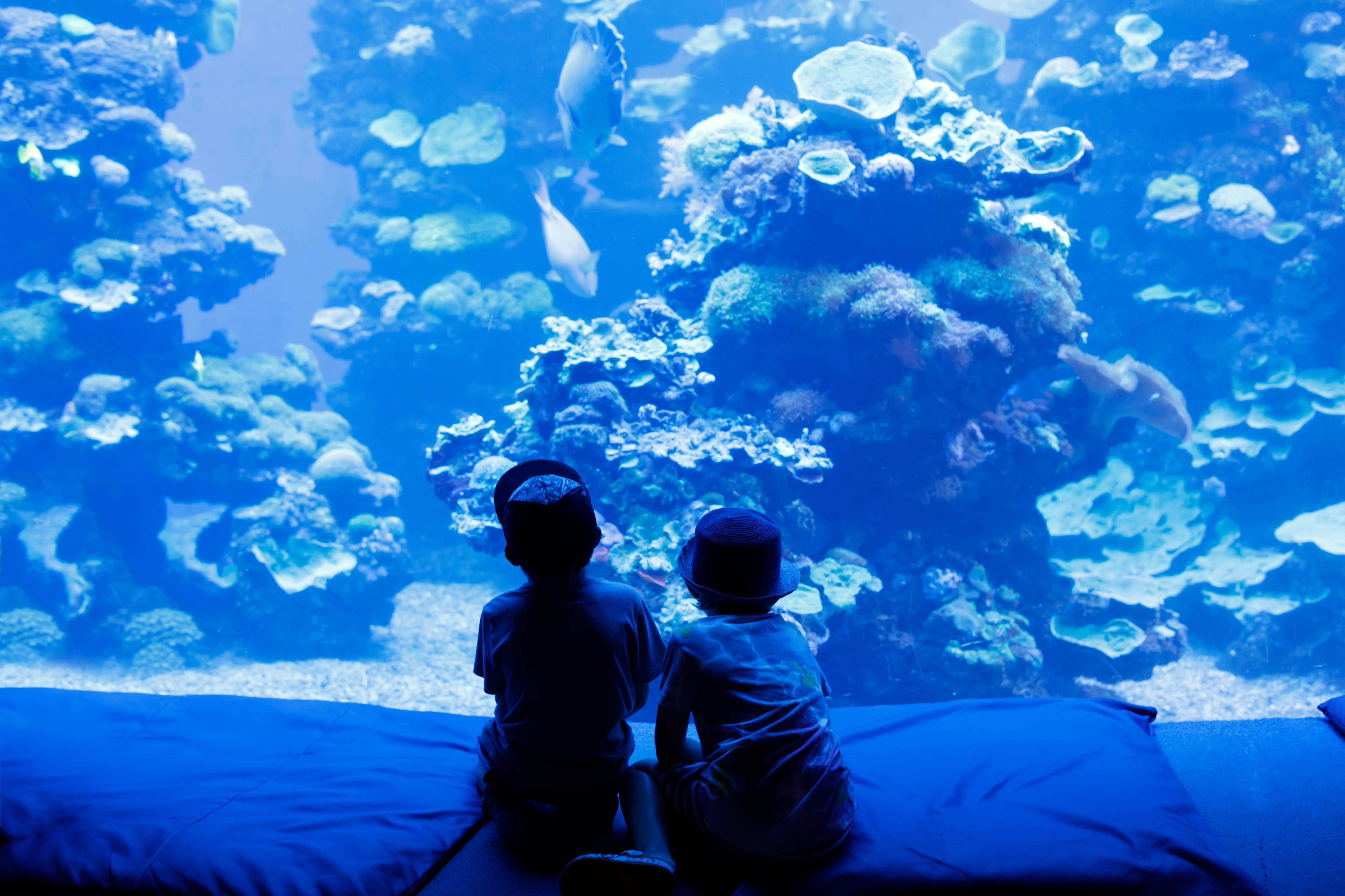 Zoo-4 two children looking at tank in aquarium fish sea creatures coral under water