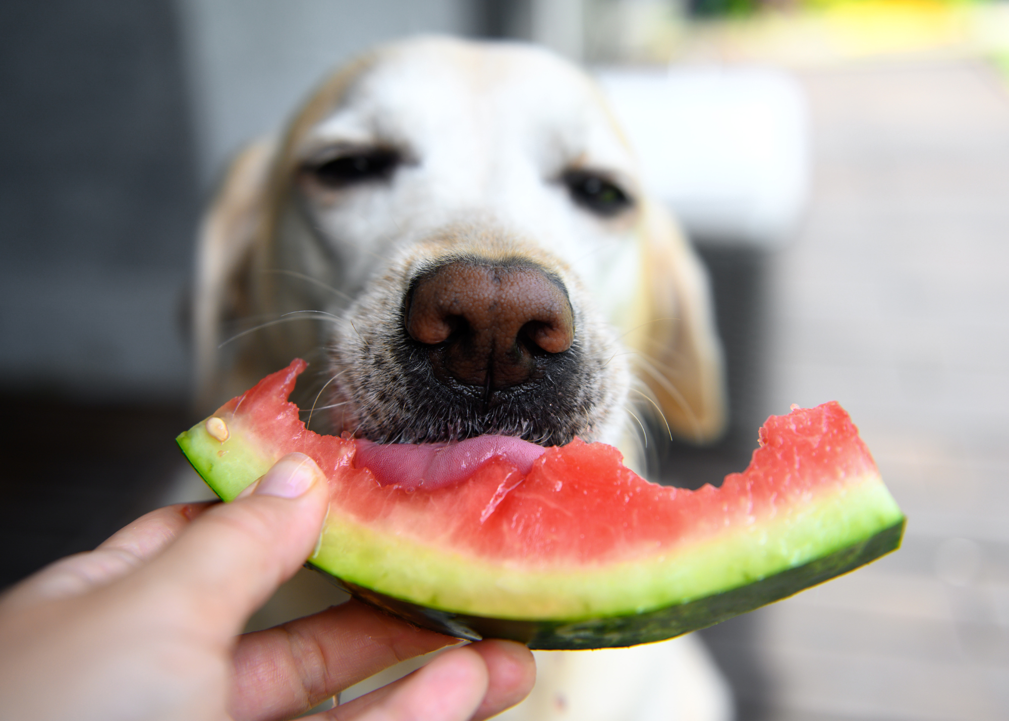 Dog eating a watermelon treat for christmas in july celbrations