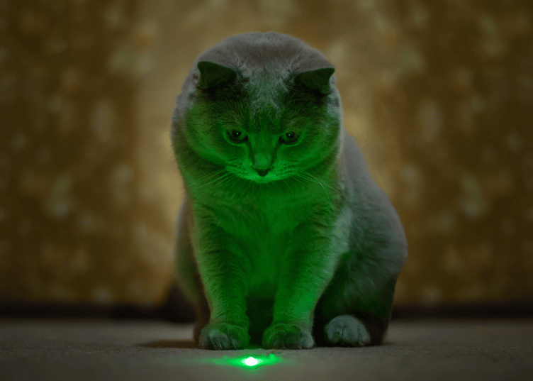 cat with laser pointer