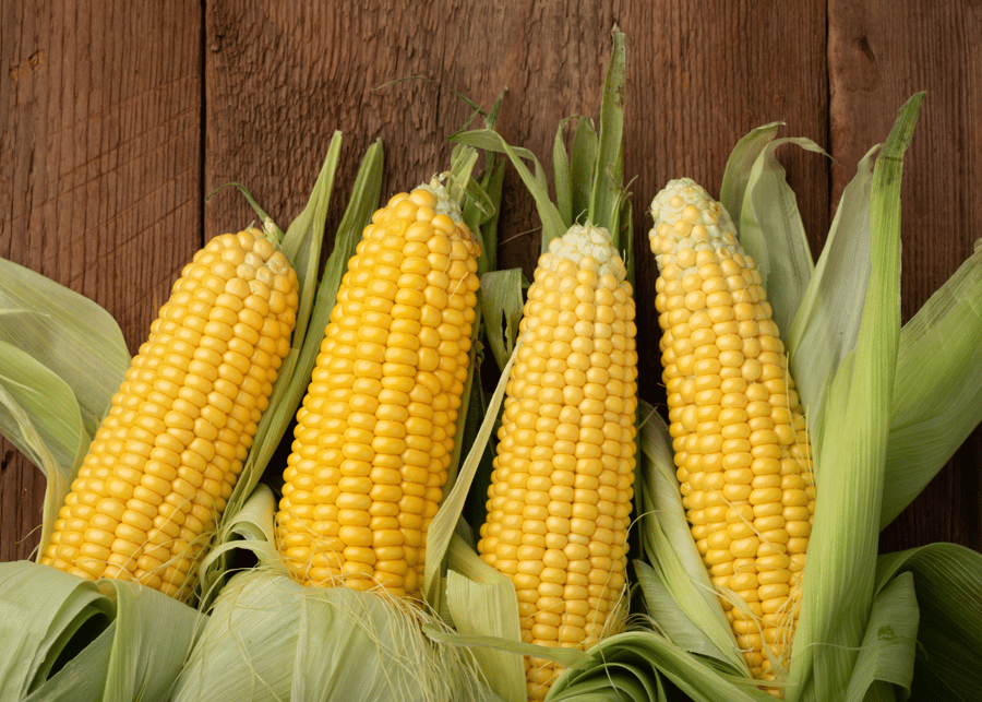 corn on the cob day