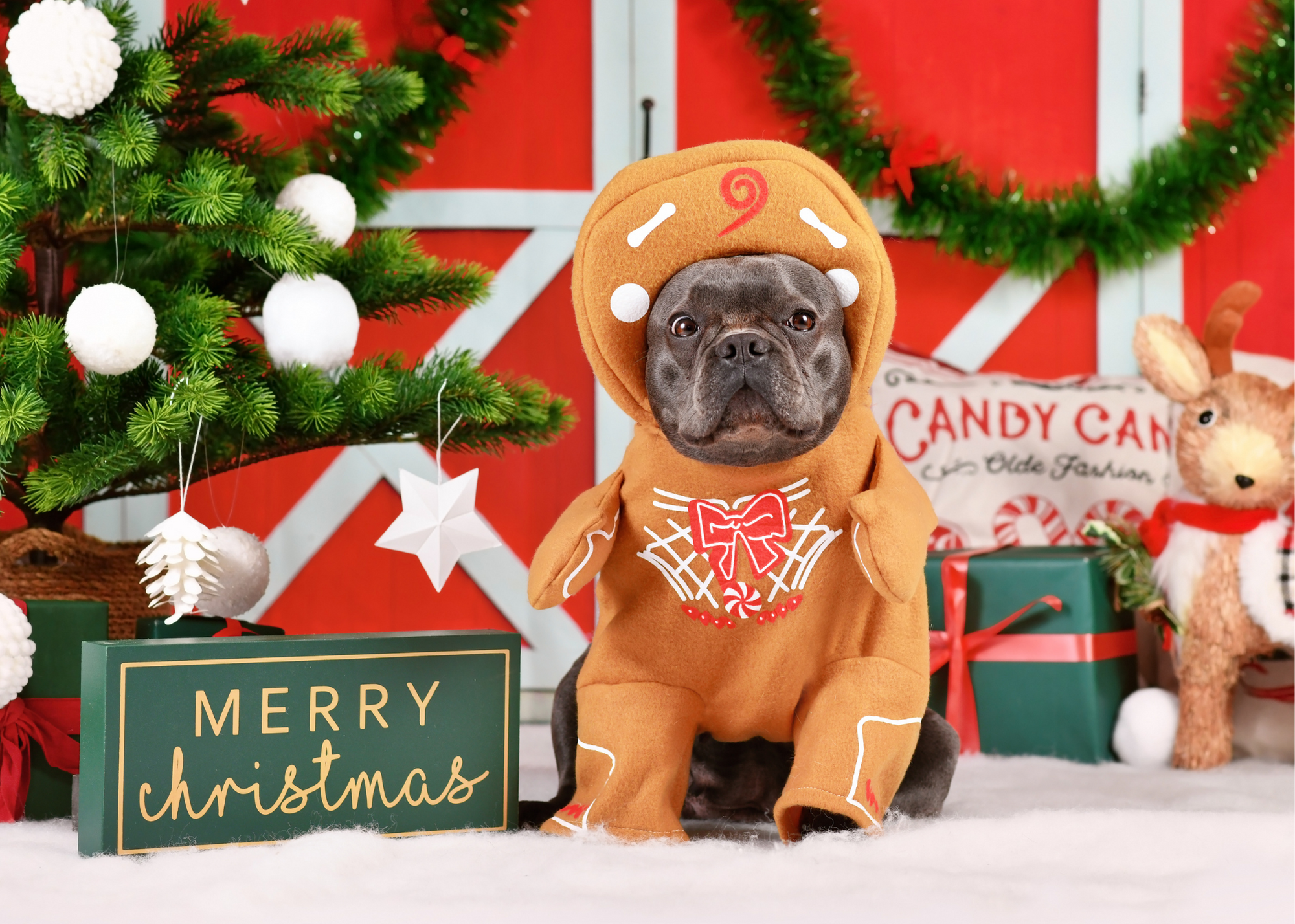 dog in gingerbread costume